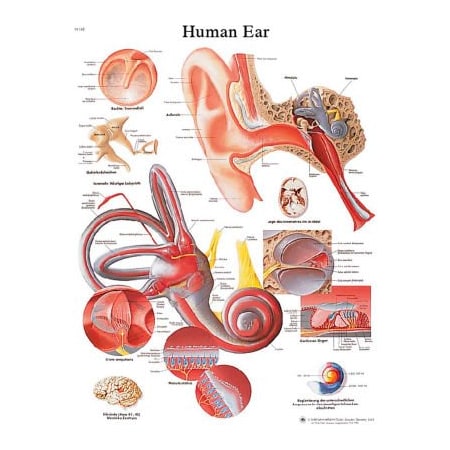 Fabrication Enterprises 3B Anatomical Chart - Ear, Paper 12-4606P